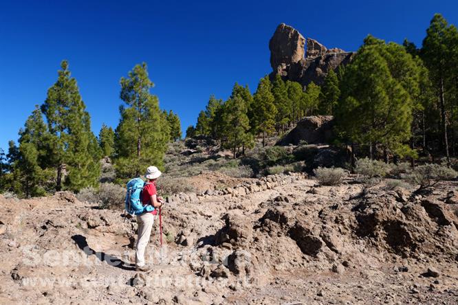 03-Il Roque Nublo comincia a palesarsi tra i pini canari