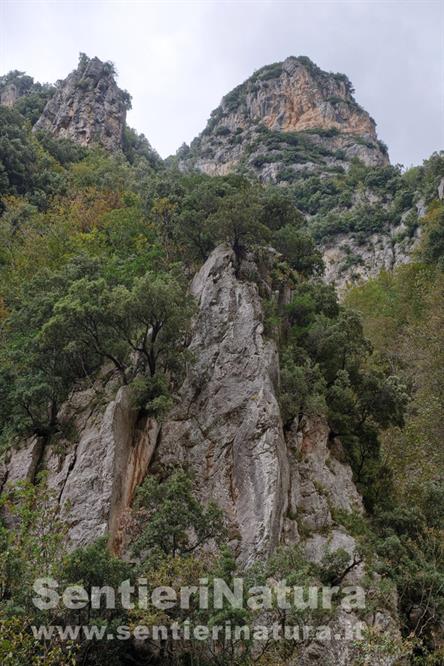 03-I lecci colonizzano le pareti del Sasso dei Greci