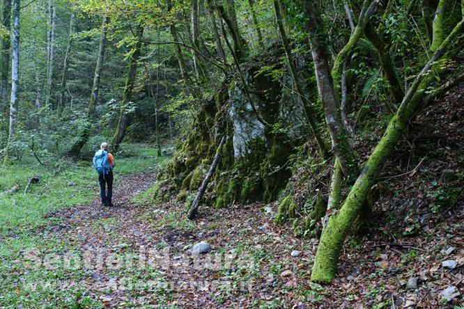 02-Il bosco umido dove si svolge l'itinerario