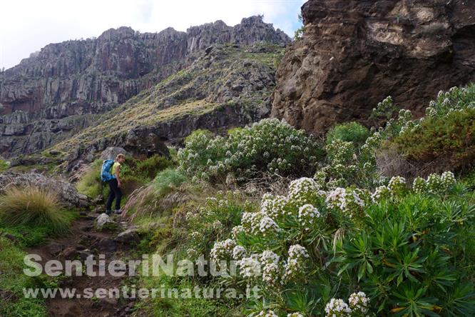 02-Vaste fioriture sotto le pareti di Montaña Bibique