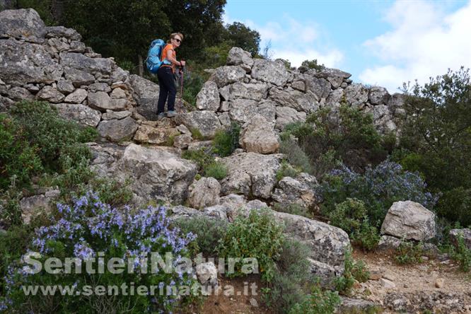 02-Il sentiero si alza tra fioriture di rosmarini