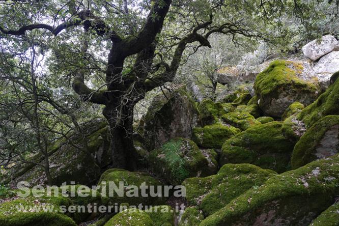 03-Il suggestivo caotico bosco alla base dei Sette Fratelli 