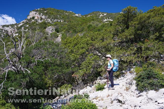 01-Il sentiero al limitare della macchia sopra Cala Sisine