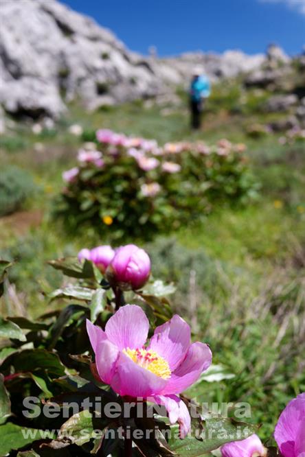 04-Peonie in fiore alle pendici del monte Corrasi