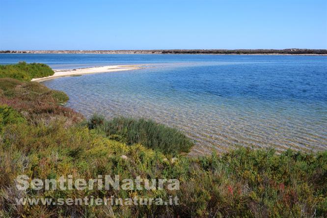 05-Le coste sabbiose dell'isola di Culatra