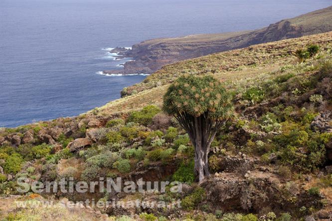 02-La dracena sullo sfondo dell'Atlantico