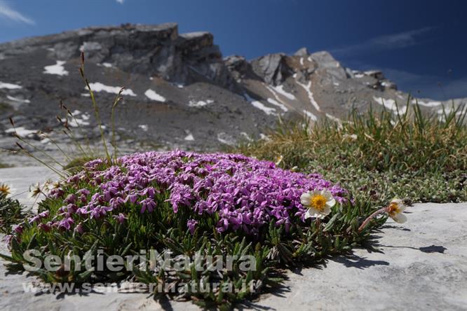 03-Tappeto di silene acaule