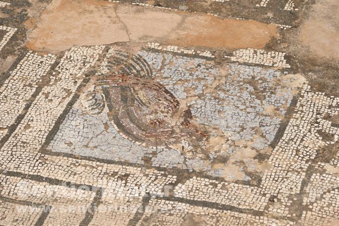06-Particolare di mosaico romano, nei ruderi del tempio di Asklepios