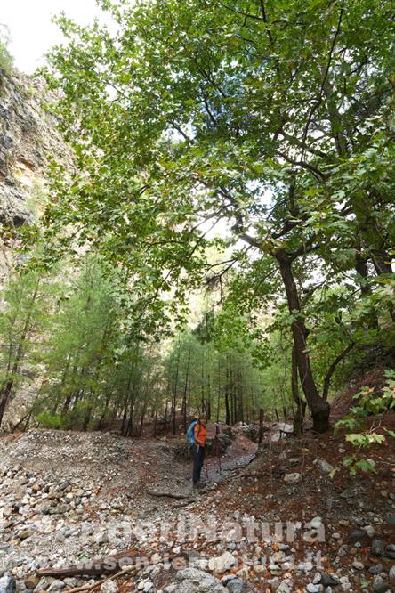 03-Grandi platani nella gola di Agia Irini 