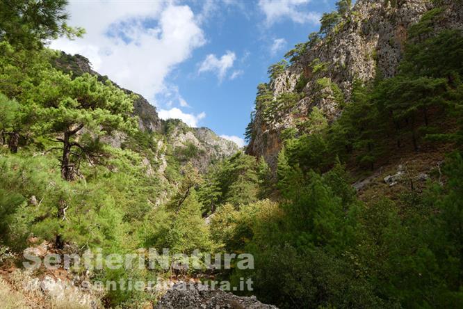 06-Boscaglia verso lo sbocco della gola