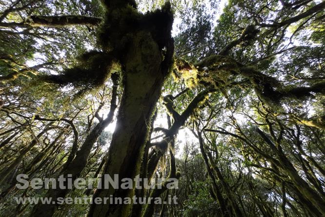 04-Alberi tentacolari si dispiegano nella nebbia