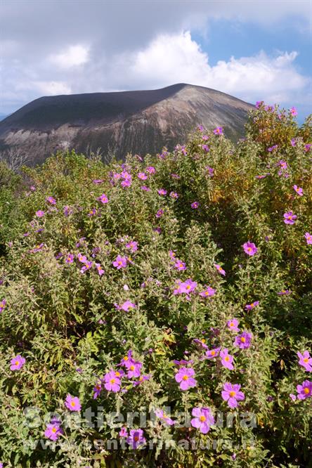 03-Fioriture di cisti con lo sfondo di Vulcano