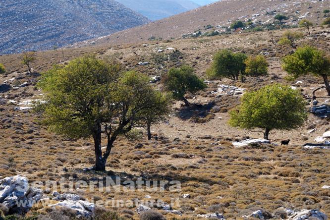 08-L'arido paesaggio sommitale