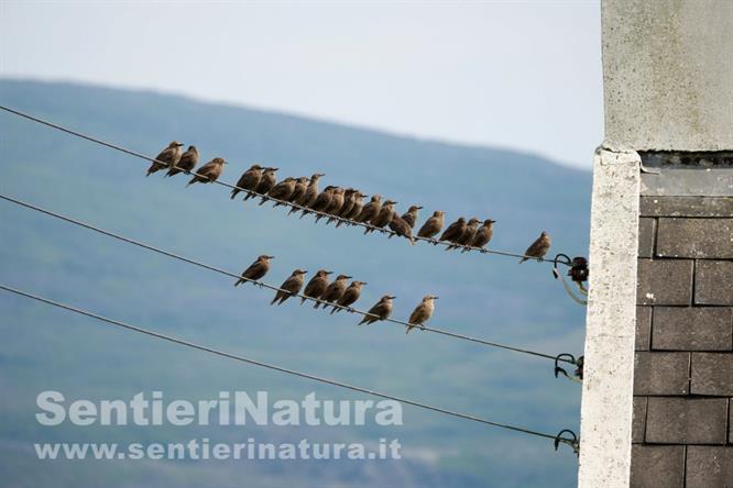 10-Gruppo di storni 