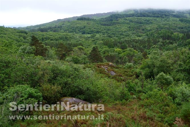 04-La riserva naturale di Glengarriff vista da una schiarita