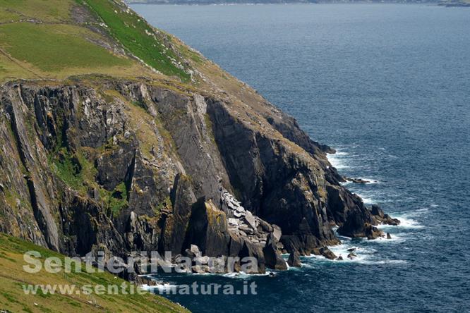 08-Le scogliere a Dursey Island