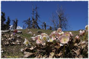 Ellebori in fiore