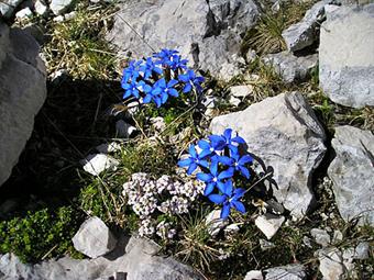 05-<I>Gentiana orbicularis</I>. Una genziana d'alta quota fotografata sulla cresta del Canin