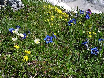 07-Genziane, potentille e driadi sul Lasca Plagna. Tipica fioritura estiva sulle cime del Canin