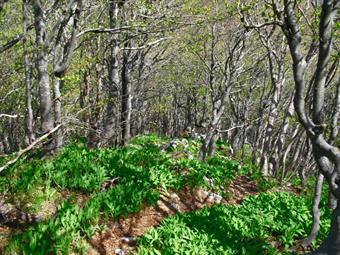 Dalla frequentatissima cima, decidiamo di proseguire ulteriormente in modo da salire pure le vette minori del gruppo dei Golaki.<br />Scendiamo così ripidamente lungo il fianco meridionale del monte, seguendo sempre i numerosi segnavia del sentiero 1, ora