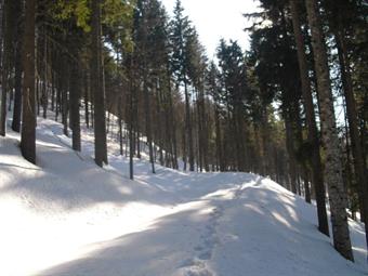 Con qualche saliscendi, ritrovando lungo il percorso qualche segnavia CAI, raggiungiamo la recente pista forestale grossomodo alla quota di 1325, dove secondo la cartina Tabacco dovrebbe arrivare il CAI 435.