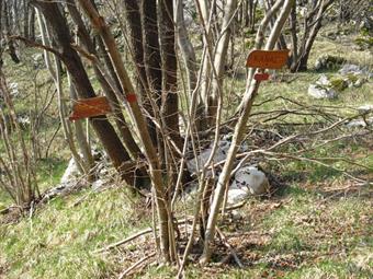 Proseguendo nella boscaglia raggiungiamo un primo bivio, con vari cartelli in legno.
