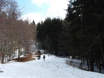 Al bivio successivo abbandoniamo la rotabile e svoltiamo a sinistra lungo una forestale, con divieto di transito ai mezzi non autorizzati, chiusa da una sbarra.