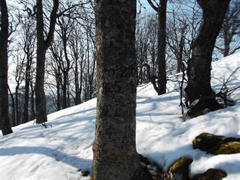 Su un tronco notiamo comunque delle incisioni recenti, simili a quelle reperite sul vicino Prezren durante la recente escursione lungo il Pot za zidom.