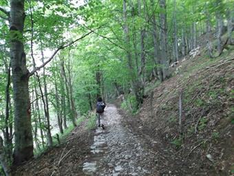 Il sentiero dopo un  tratto un po' inerbito, entra nel bosco e valicato il confine di stato, ritorna in Slovenia, sbucando sulla   carrareccia di servizio delle planine.