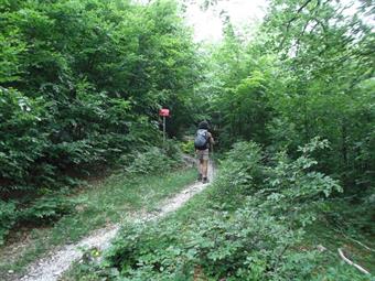 Il sentiero sale con alcune svolte nella rigogliosa vegetazione fino a raggiungere il bivio successivo.