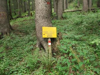 Lasciato un commento sul libro dell'accogliente ricovero,  riprendiamo il cammino lungo la carrarecccia , evitandone un buon tratto lungo il CAI 218, inoltrandoci nel bosco Mugges e superando il torrente omonimo.