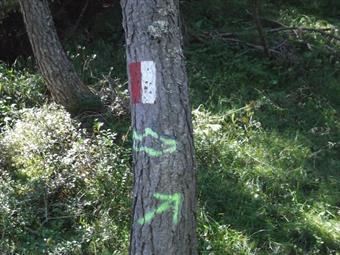Alcuni provvidenzisali segnavia biancorossi e frecce gialle sui tronchi dei pini ci conducono comunque sulla retta via.
