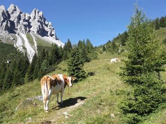 Al bivio successivo, seguendo a sinistra le indicazioni del CAI 167 diretto alla Malga Melin, risaliamo lungamente fino al Passo Palombino.