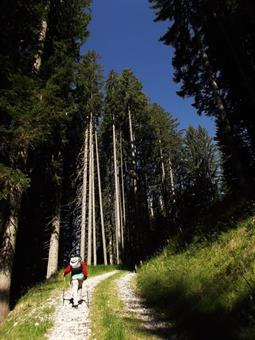 Tralasciando alcune diramazioni secondarie e mantenendoci sul tracciato più ampio, ci alziamo gradualmente di quota lungo la vallata percorsa dal Rio del Zoppo.