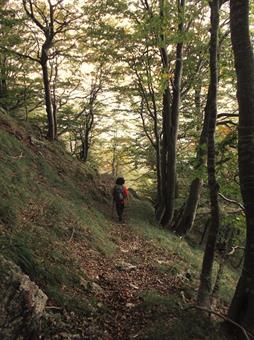 Entrando poi per lunghi tratti nella faggeta, dove diventa una buona mulattiera ricoperta parzialmente dal fogliame della lettiera.