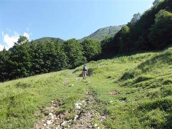 Con un paio di svolte lo sconnesso sterrato guadagna subito quota, trasformandosi quindi in comoda mulattiera, entrando in breve nella rigogliosa faggeta.