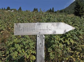 Dalla Planina Kal percorse alcune svolte, al bivio successivo (post 23) è stato recentemente posizionato un artigianale cartello in legno con l'indicazione del sentiero segnalato diretto al Tolminski Migovec e la labile traccia nell'erba risulta ora ben m