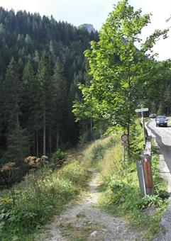 Percorso un breve tratto della rotabile asfaltata, diretta lungamente alle Sorgenti del Piave, svoltiamo a sinistra, imboccando il sentiero segnalato.