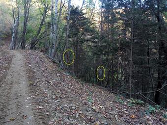 Dopo un breve tratto di forestale, attenzione ad individuare il sentiero che scende a Plave (segnalazioni poco evidenti sugli alberi)