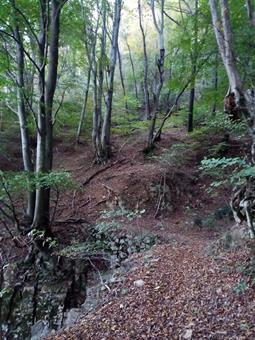 Il bel sentiero nel bosco che scende a Plave...