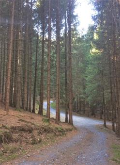 Il cammino prosegue all'interno del bosco, raggiungendo quindi il successivo bivio, dove arriva la diramazione proveniente da Agrons. 