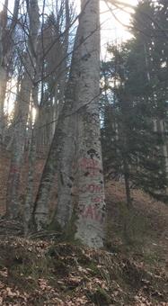 Nei pressi alcune scritte sul tronco di un faggio informano sul confine comunale fra Ovaro e Raveo.