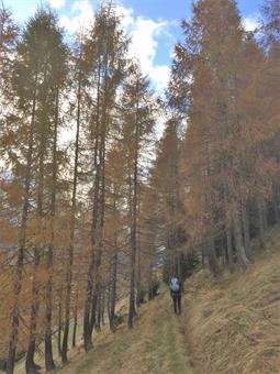 Svoltando a destra raggiungiamo in breve con un traverso a mezzacosta la radura della Casera Varmost.  