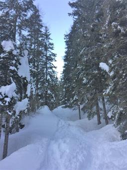 A poca distanza un ponticello porta sulla sponda opposta del torrente, dove iniziamo a risalire verso settentrione.