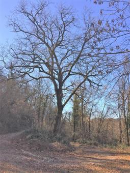 L'ampio tracciato, risalendo lungamente il versante occidentale del Nad Logem, offrendo rari squarci panoramici sul Monte Pelato/Goličevnik, raggiunge un marcato tornante, dove invertiamo il senso di marcia.