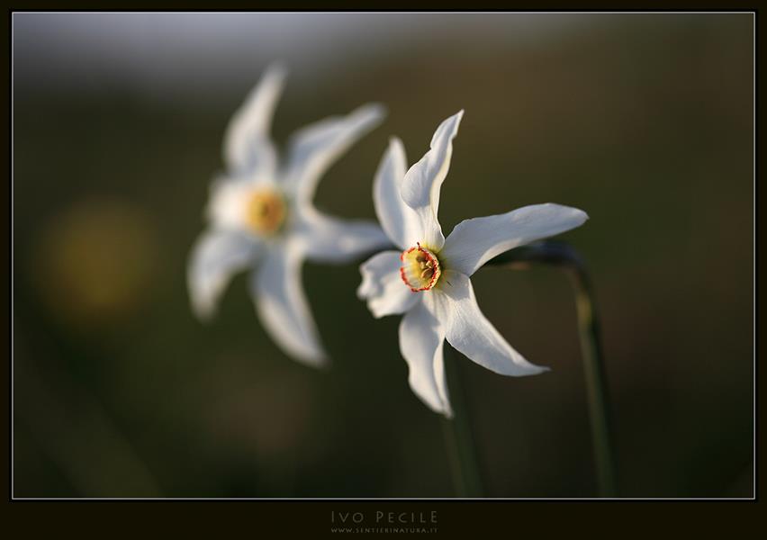 01-Narcisi sul monte Cuarnan