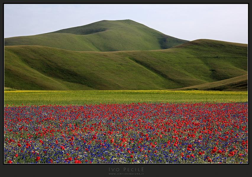 02-Fioriture ai piani di Castelluccio