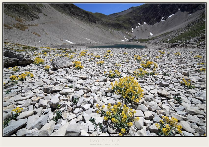 07-Fioritura di Isatis apennina ai laghi di Pilato