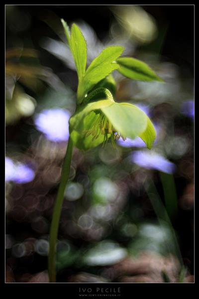 08-Ellebori ed epatiche nel controluce del bosco