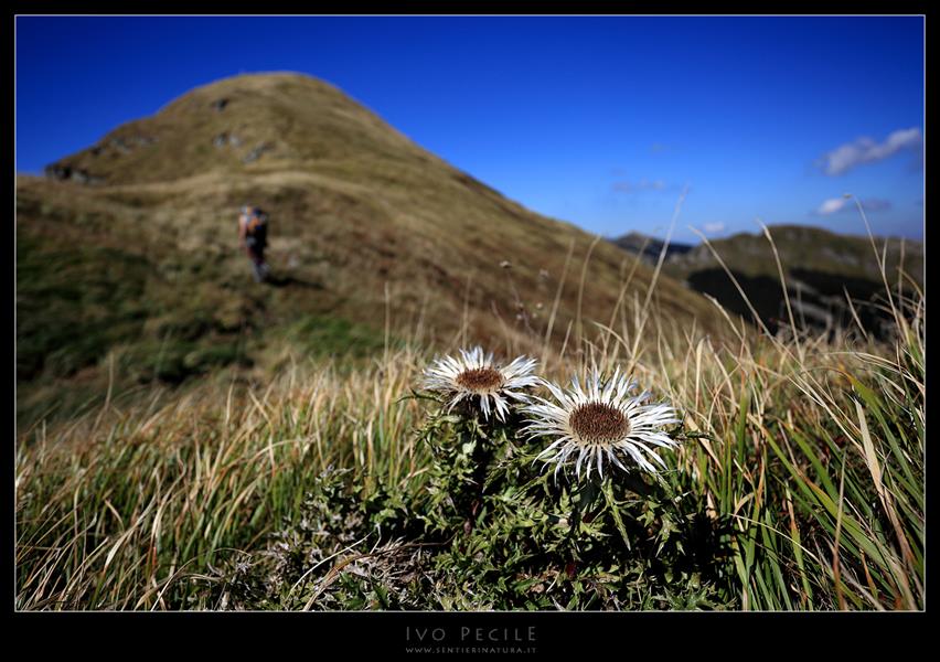 03-Le carline in aspetto autunnale